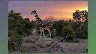 Three Game Drives at Ol Pejeta Conservancy, Nanyuki, Kenya, February 14, 2019