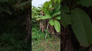 Farmland behind Hobbit Villa