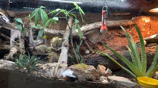 Leopard gecko ecosystem with rain feature (Pt1)