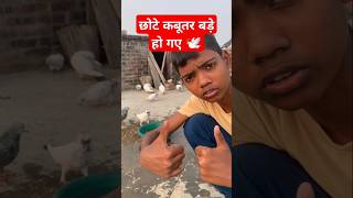 🕊️ छोटे कबूतर बड़े हो गए subscribe #kabutar #trending #shorts #ytshort #video #kabootar #pigeon