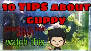 10 TIPS ABOUT GUPPY(for beginners) watch this before keeping guppy fish