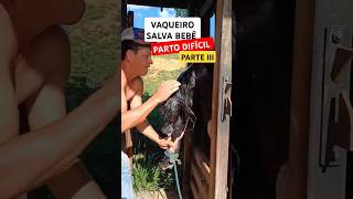 PARTO DIFÍCIL, VAQUEIRO SALVA BEZERRO. #roça #roça #gado #shorts #short #shortvideo