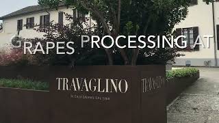 Processing Croatina grapes @ Travaglino in Oltrepò Pavese