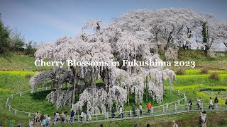 Cherry Blossoms in Fukushima JAPAN 2023 - Cinematic 4K Video | Sony A7SIII & DJI Mavic 3