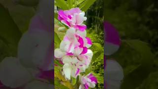 beautiful balsam plant#🥰#youtube shorts.