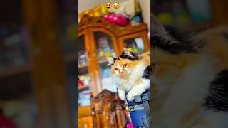 Cuteness Overload Fluffy Kitten’s Cozy Day #kitten #cutebaby #trending