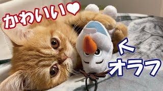 子猫とオラフは仲良し！　Kitten and Olaf are good friends!