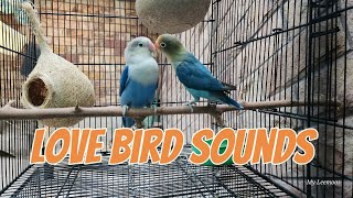 Love birds sounds || Daily royine of love birds at morning || fischer morning love