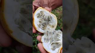 Passion Fruit @ | #Idukki | #Kanthalloor |