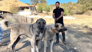 KANGAL RAMBO YU SADDAMIN KIZINA VERDİK🙂@Dagdayasam @BirolBaşyiğitBelgeselleri