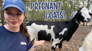 MY GOATS ARE PREGNANT!