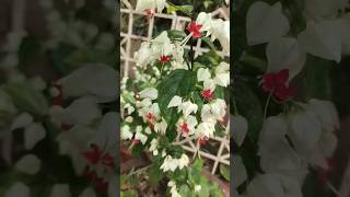 Bleeding heart vine in full bloom #bleedingheart #floweringvine #permanentvine #heeramandi