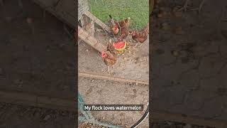 Watermelon for my small flock. #backyardchickens #watermelon #chickens #eggs #shorts