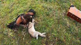 Harris hawk falconry Hunting Rabbits #11