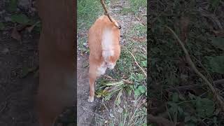 เดินเล่นเฉยๆไม่มีอะไรค่ะ 555 #youtubeshorts #animals #dog #pets #หมา #viral