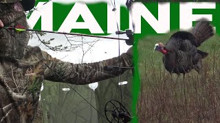 QUICKEST Bow Kill Ever! BIG Maine GOBBLER