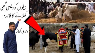 Dandi Khara پورے کشمیر کا نام روشن کرنے والی جوگ |Desi Bull Race| Desi bail Khara| Akhara Bail