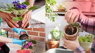 Repotting african violets plus care  and propagation tips