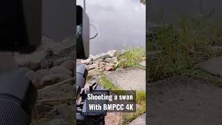 Shooting a Swan on a lake with #bmpcc4k