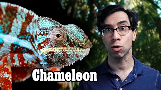 A Chameleon's True Colors Shining Through (Their Skin)