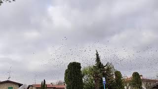 Fantastic!! Flocks of thousands of birds flying over the city,