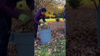 #shorts #fallseason #leaves #annapolis #canada