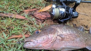 Mancing di muara ini menolak boncos || Mangrove jack