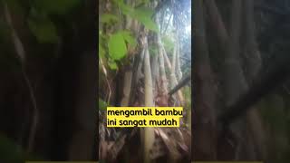 Ambil bambu di pinggir sungai.#bambu,#short