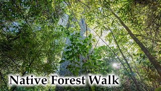 Forest Walk to Huge Kahikatea DJI Pocket 3 #4k #newzealandnature #nativeforest #djipocket3