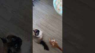 Hungry cat #shorts #viral #trending #reels