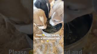 Please provide food to such street dogs and please subscribe 😇 #viral #shorts #shortvideo