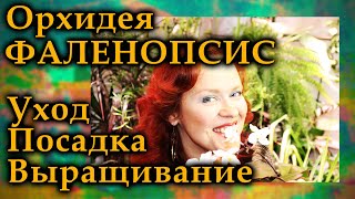 Фаленопсис. Уход, посадка, выращивание, трудности.