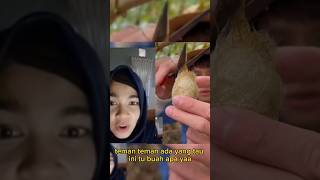 ada yang tau ini buah apa #youtubeshorts #zafira #food