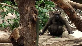 Gorillas, Tano, Okanda, Nafi, Tierpark Hellabrunn video 2017