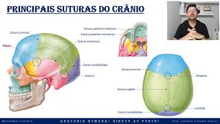 Principais suturas do crânio - Anatomia do crânio - Sistema esquelético - Direto ao ponto!