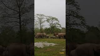 100s of elephants storm the site why? Comment your view #wild #rare #trending #wildlife #trulywild