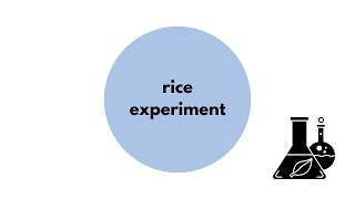 #156 Solo Vibe (My Rice Experiment)