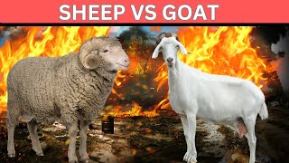 Goat vs. Sheep Story | Animal Encounters & Farm Adventures