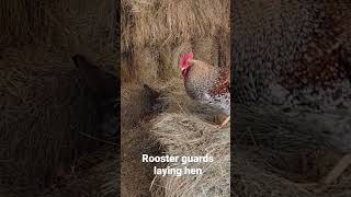 Bielefelder rooster guards hen while she lays.