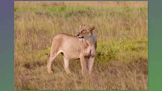 Amboseli National Park Game Drive, February 17, 2019