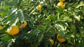 Grapefruits are ripening! | Go Watch 'My Video How to fertilize grapefruit trees' For Tips & Tricks