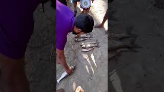 Fishing 🎣. Village Fishing. গ্রামের মাছ বন্টন। #shortvideo #short #fishing #fitness.