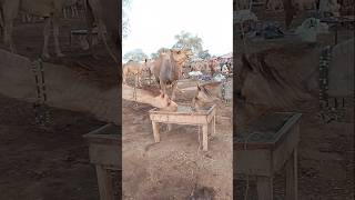 Camels are eating fodder in a group #ytshorts #camel #animals #shorts #camellife #camelculture#viral