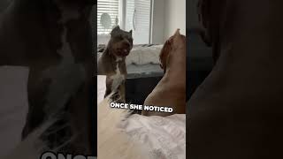 Dog sees its own reflection for the 1st time 😂