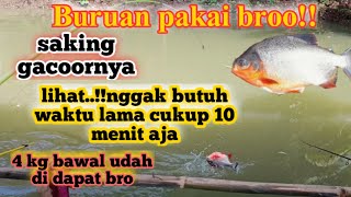 Lihat..!!sesimple ini ternyata sangat rakus,,nggak butuh waktu lama,umpan paling jitu ikan bawal