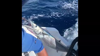 [WAHOO HIGH SPEED TROLLING] TAKING DRAG ! Huge (WAHOO) BIG GAME FISHING