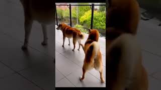 Funny Animal Videos 2023 Best Dogs Cats  Videos  #14