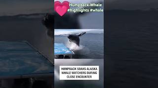 Humpback Whale #highlights #subscribe #whale #facts #shortsviral #trendingshorts  #shorts#shortsfeed