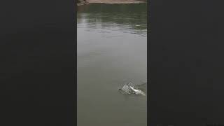 Awesome Congaree River Striper caught fishing with Wayne and Archie!  Carolina rigged herring!