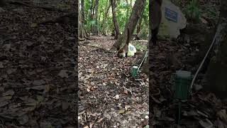 Baby and coati. Mexico. #cuteanimals #cutebaby #animals #coati #mexico #animals #funnyvideo #funny